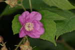 Purpleflowering raspberry